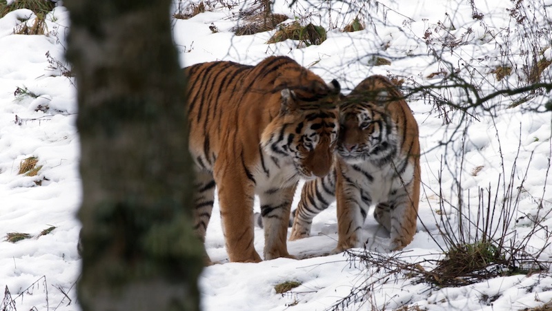 Amur tigers, Botzman and Dominika