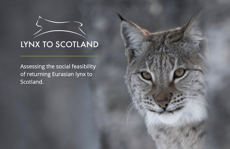 Wild lynx could be reintroduced into Scottish Highlands, Wildlife