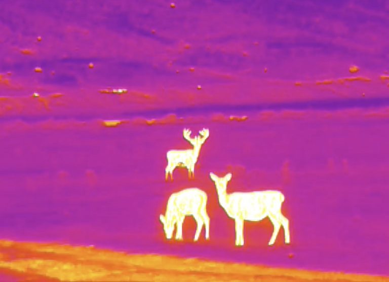 New ‘Thermal Imaging Wildlife Safaris’ launched in Scottish Highlands