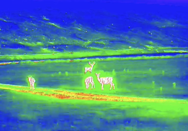 New ‘Thermal Imaging Wildlife Safaris’ launched in Scottish Highlands