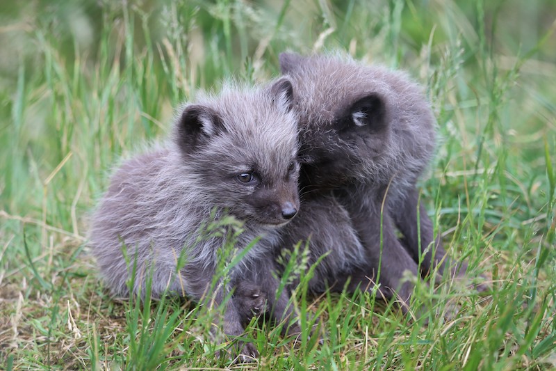 Five Arctic Fox Cubs Born at Highland Wildlife Park | The Highland Times