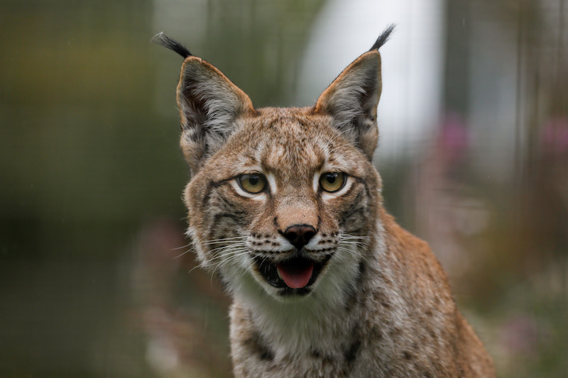 Eurasian_lynx_Bluebell