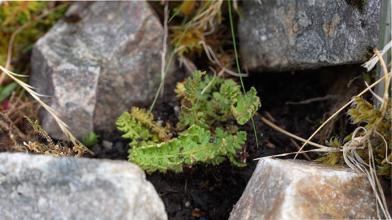 Close up of Oblong woodsia