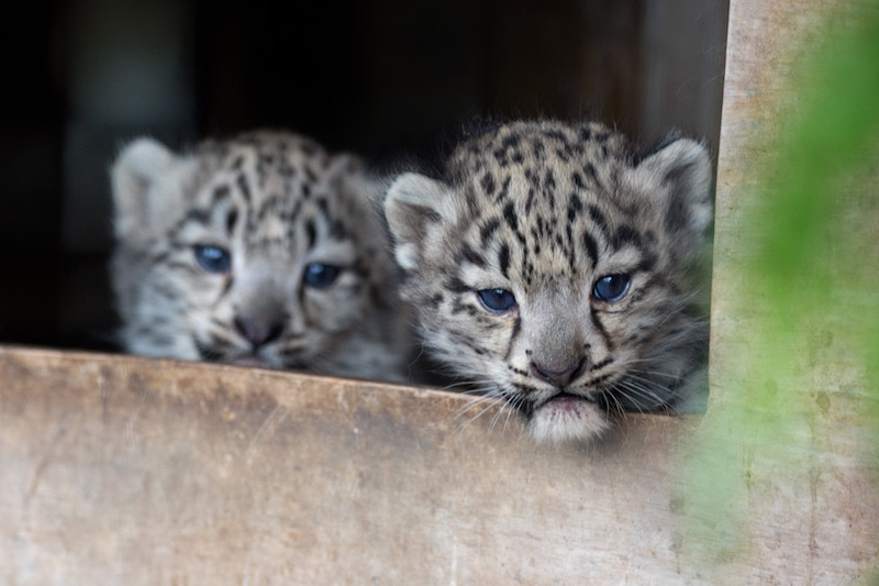 Snow leopard cubs © RZSS