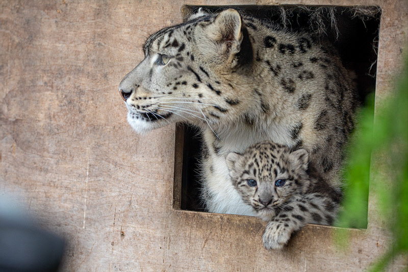 Snow leopard cubs © RZSS